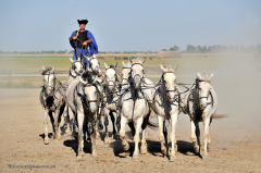 donaufahrt_62.029_puszta_reiten