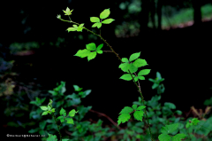 elsass-06.021-1-wald