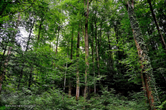 elsass-06.006-1-wald
