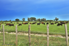 73385_camargue-5504