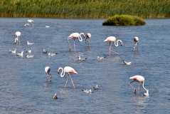 73677_camargue-5373