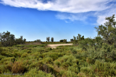 73697_camargue-5489