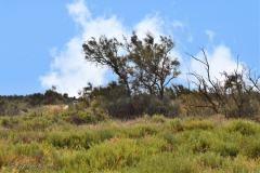 73021_camargue-5490