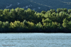 41100_schluchten_der_ardèche_fluß-4874