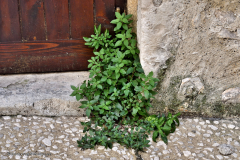 31186_viviers-4803
