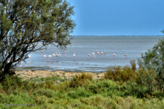 73678_camargue-5492