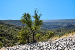 42300_schluchten_der_ardèche-4411