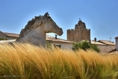 72010_camargue-5296