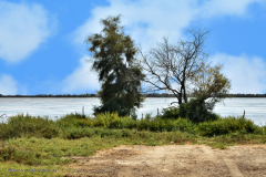 73525_camargue-5288