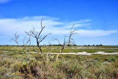 73737_camargue-5446