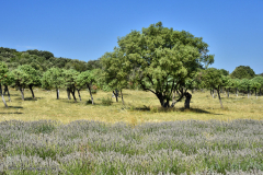 42615_schluchten_der_ardèche-4562