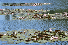 092_dessau_wörlitz_gaartenreich_3767