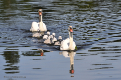 080_dessau_wörlitz_gaartenreich_3017