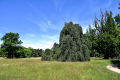 070_dessau_wörlitz_gaartenreich_3445