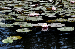 094_dessau_wörlitz_gaartenreich_3747