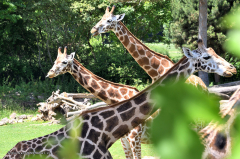 giraffe_rothschildgiraffe_4805