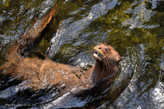 otter_riesenotter_5082