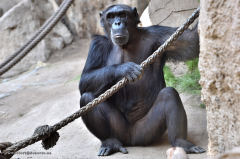 affen_bonobo_4540