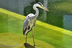 vögel_reiher_graureiher_5298