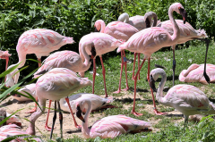 flamingo_zwergflamingo_4737