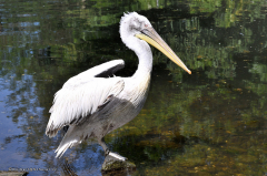vogel_pelikan_krauskopfpelikan_4377
