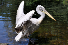 vogel_pelikan_krauskopfpelikan_4387