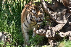 tiger_amurtiger_4474