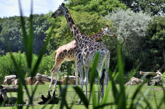 giraffe_rothschildgiraffe_4707