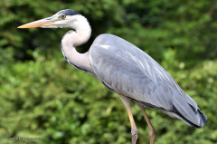 vögel_reiher_graureiher_4308