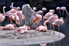 flamingo_chileflamingo_5490