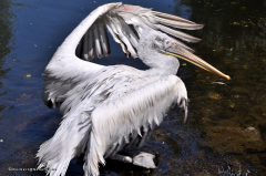 vogel_pelikan_krauskopfpelikan_4335
