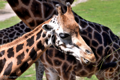 giraffe_rothschildgiraffe_4829