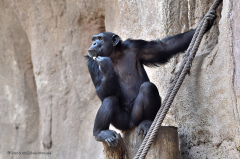 affen_bonobo_4494