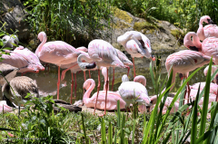 flamingo_zwergflamingo_4739