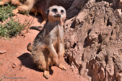 erdmaennchen_5004
