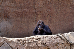 affen_gorilla_westlicher_flachlandgorilla_4644