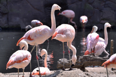 flamingo_chileflamingo_5516