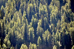 seefeld-05.052-zahnradbahn-rosshütte-wald