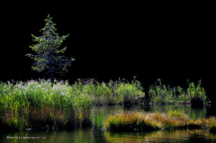 seefeld-05.011-seenrundgang_über_wildmoosalm_nach_mösernsee