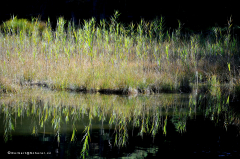 seefeld-05.010-seenrundgang_über_wildmoosalm_nach mösernsee
