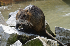 tiere_nutria-(sumpfbiber)-0.005
