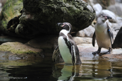 tiere_voegel-pinguine-humboldtpinguine-010