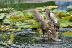 tiere_voegel-ente-01