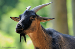 tiere_ziegen-zwergziegen-0.005