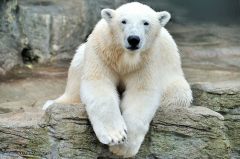 tiere_baeren-eisbaeren-003
