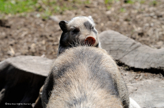 tiere_schweine-haengebauchschweine-0.001