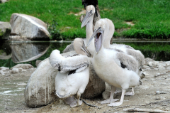 tiere_voegel-krauskopf-pelikan-022