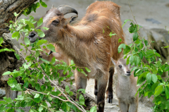tiere_ziegen-himalaya-tahr-001