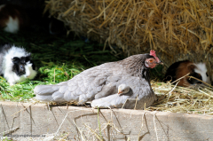 tiere_voegel-hennen-0.002