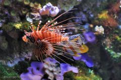 tiere_meewasserfische-001-feuerfisch